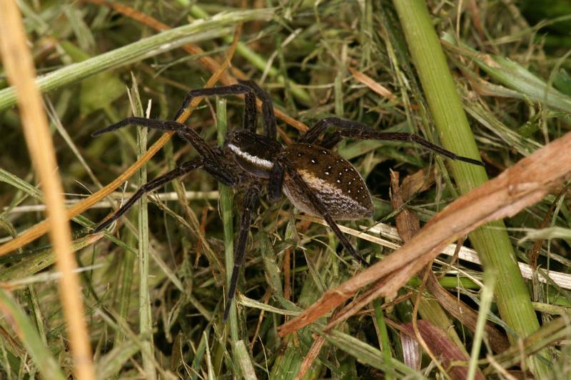 Dolomedes_fimbriatus_D5115_Z_90_Canal du Nivernais_Frankrijk.jpg